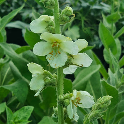 Verbascum bombyciferum | Giant Silver Mullein