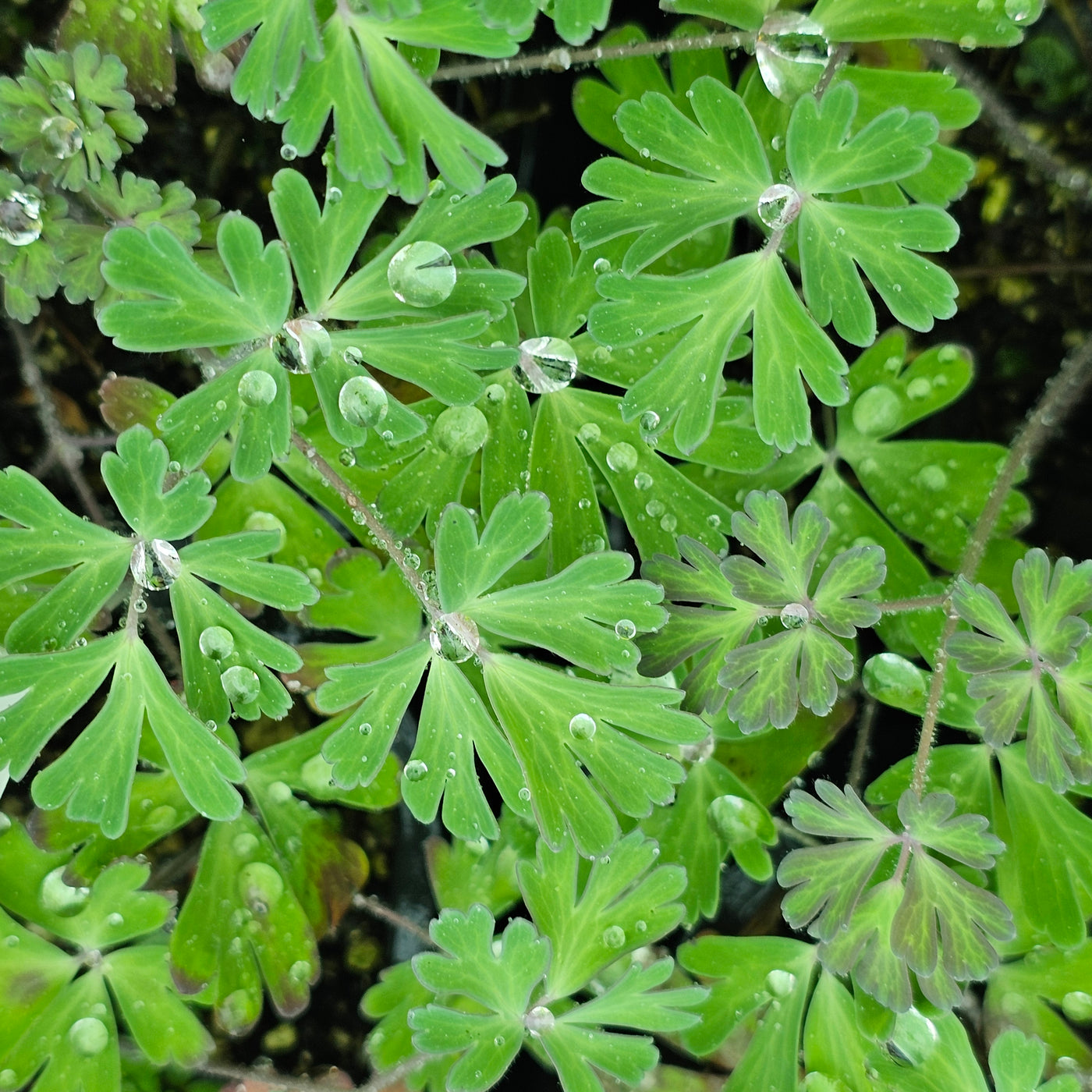 Aquilegia viridiflora | Chocolate Soldier