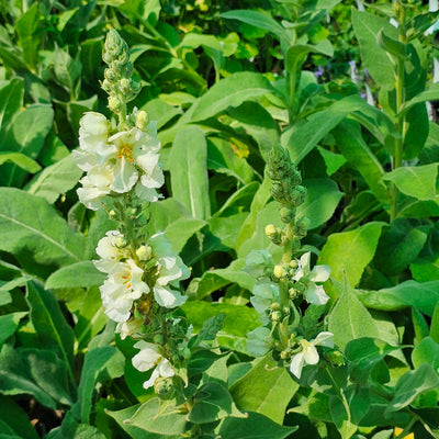 Verbascum bombyciferum | Giant Silver Mullein