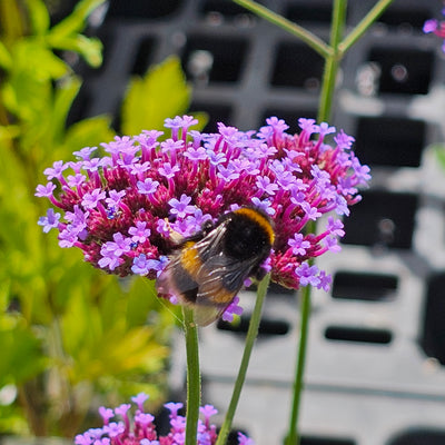 Verbena bonariensis