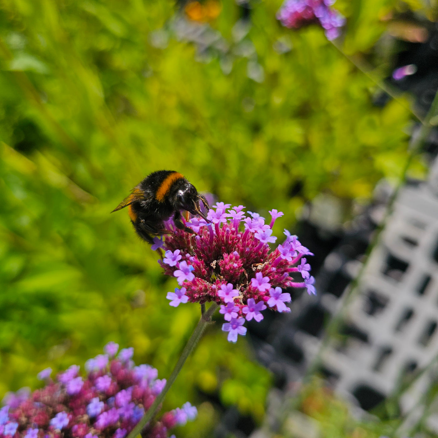 Verbena bonariensis