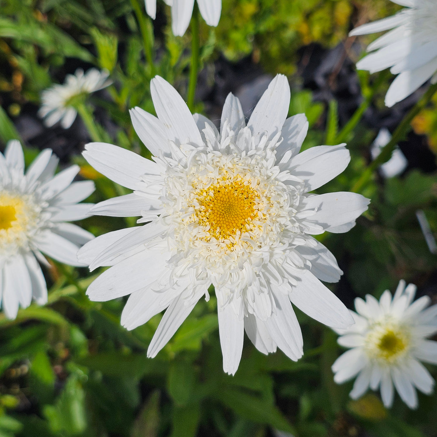 Leucanthemum x Superbum | Wirral Supreme