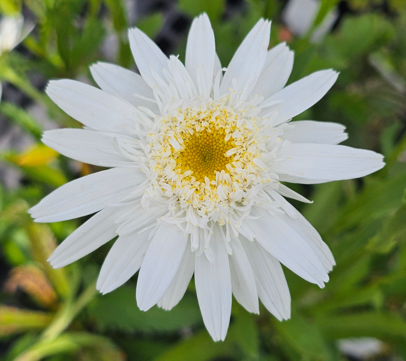 Leucanthemum x Superbum | Wirral Supreme