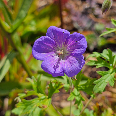 Geranium grandiflora (syn. Himalayense)