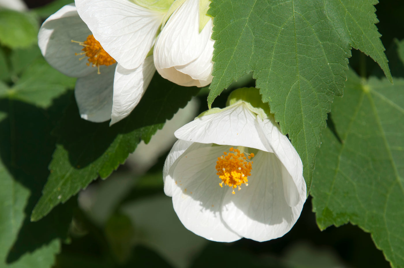 Abutilon x hybrida | White Flowering Maple