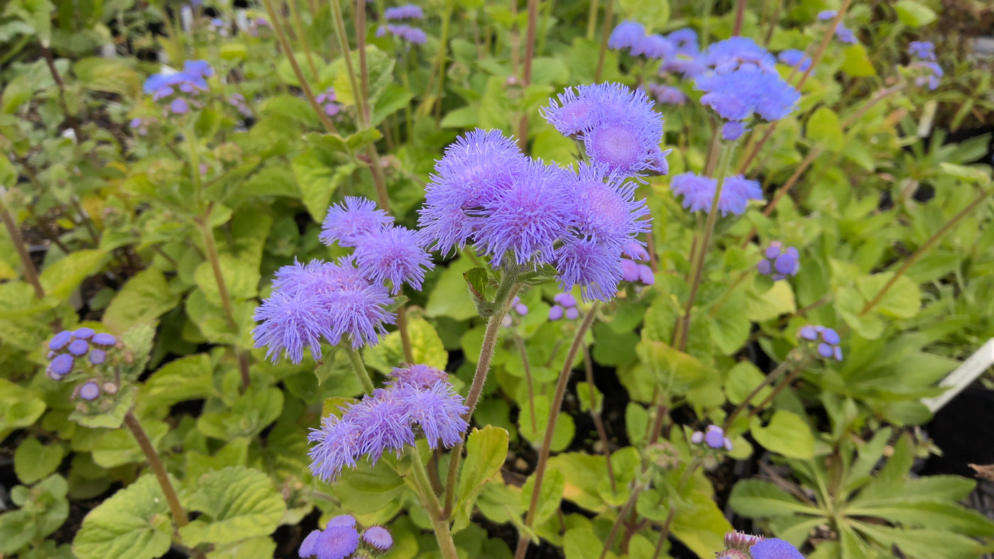 Ageratum houstonianum | Blue Horizon | Floss Flower AGM