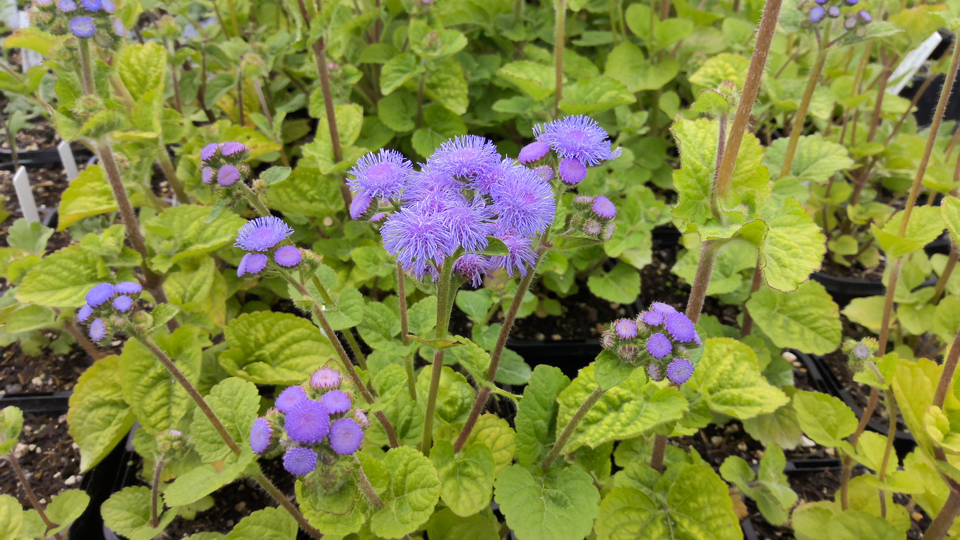 Ageratum houstonianum | Blue Horizon | Floss Flower AGM
