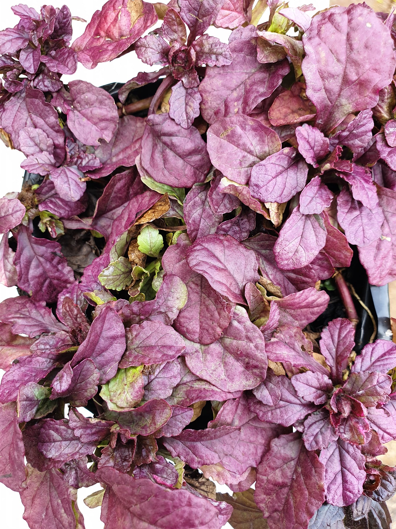 Ajuga reptans | Port Wine | Bugle – Puriri Lane @ Addenbrooke