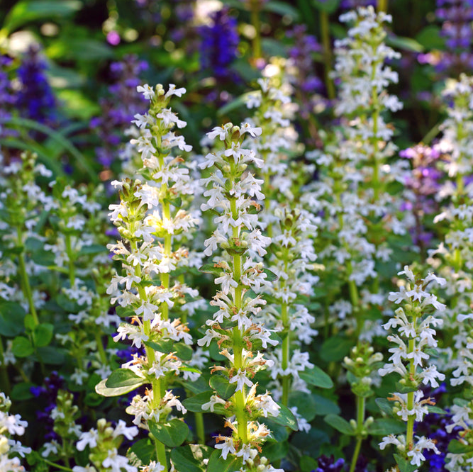 Ajuga reptans x hybrid | Naumberg | Bugle