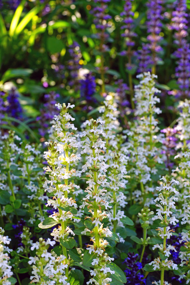 Agastache foeniculum | Liquorice White