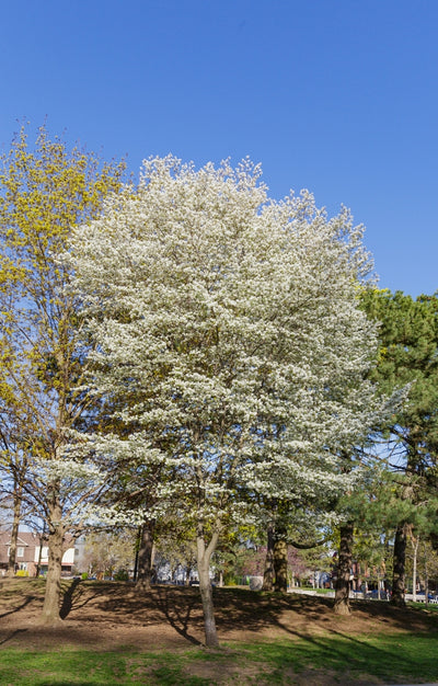 Amelanchier canadensis