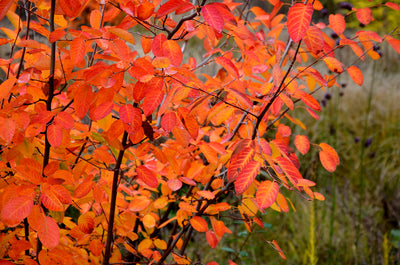 Amelanchier canadensis