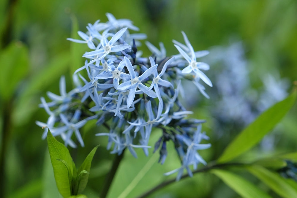 Amsonia tabernaemontana | Blue Star