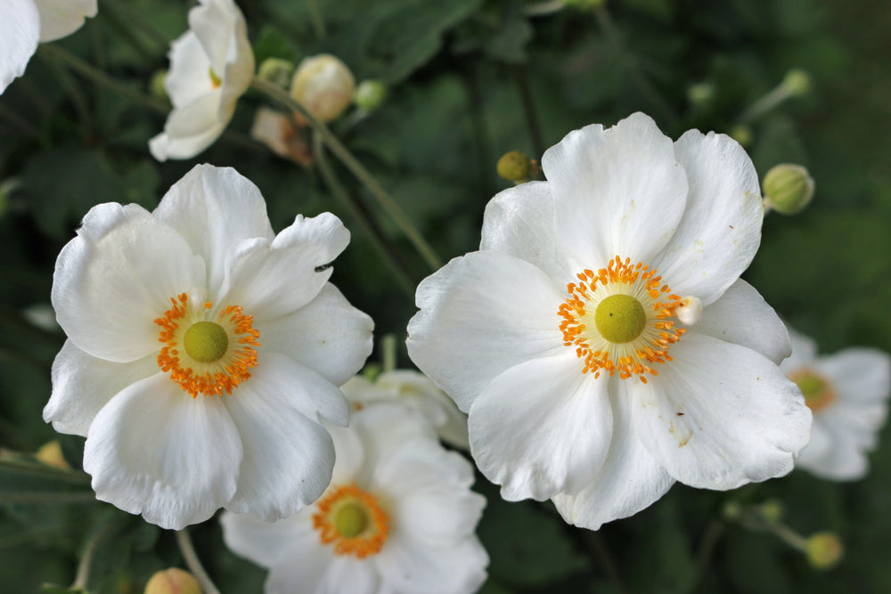 Anemone japonica | White | Japanese Anemone | Windflower