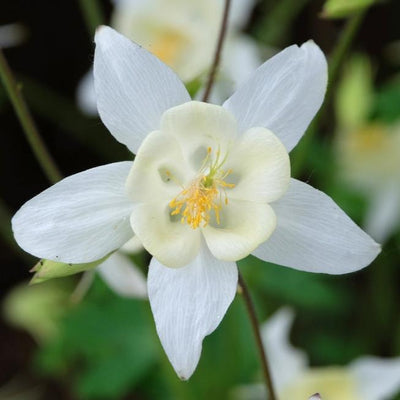 Aquilegia caerulea | Crystal Star White | Granny's Bonnet | Columbine