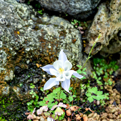 Aquilegia caerulea | Crystal Star White | Granny's Bonnet | Columbine