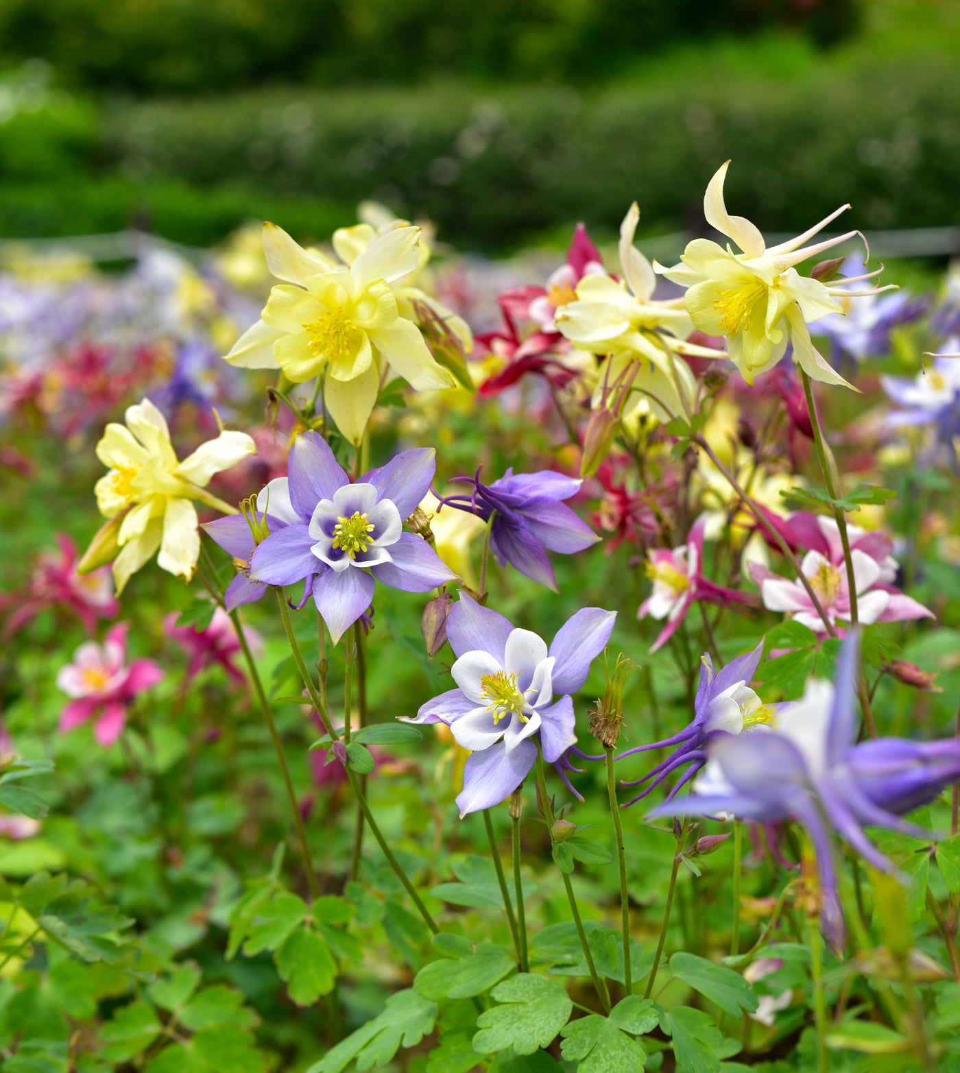 Aquilegia | McKana Giant Hybrid