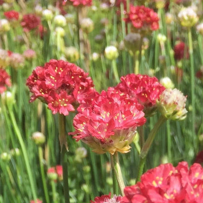 Armeria pseudarmeria | Ballerina Red | Great Thrift