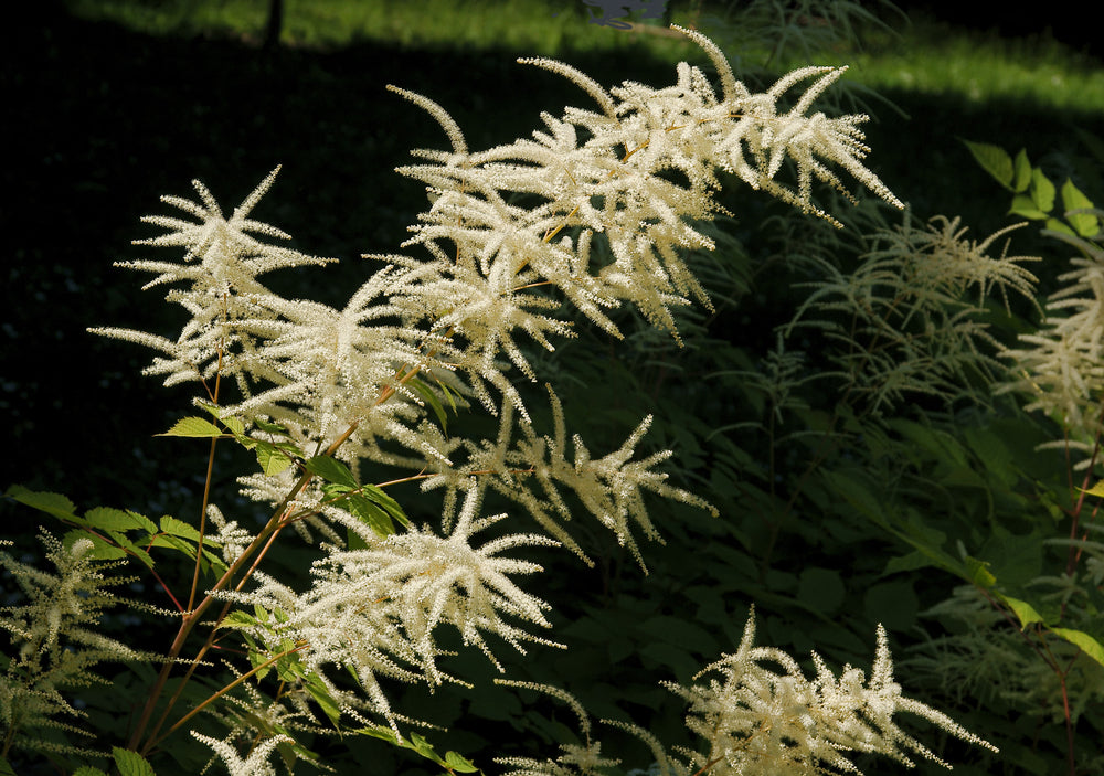 Aruncus sylvestris | Goats Beard