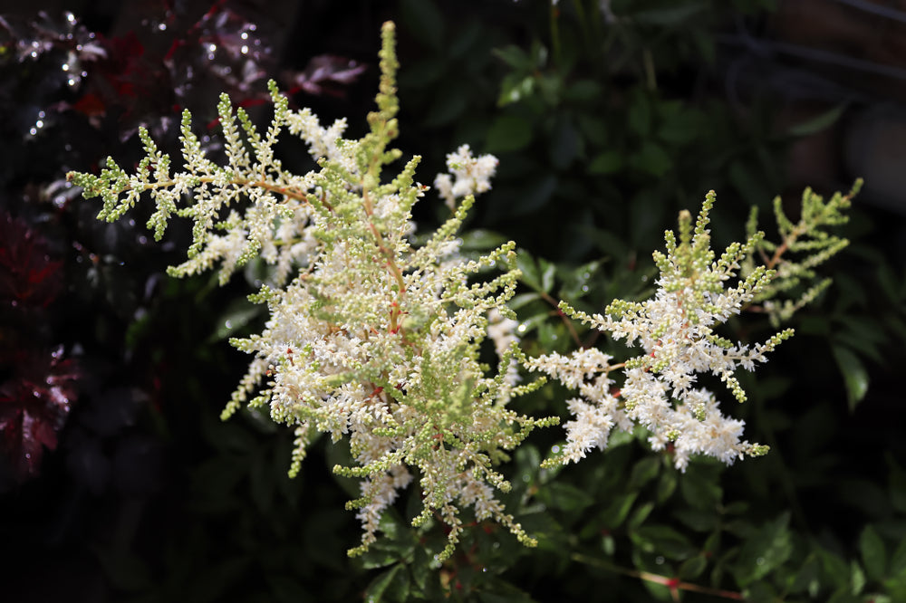 Astilbe | Thunbergii hybrid | Professor Van der Weilen