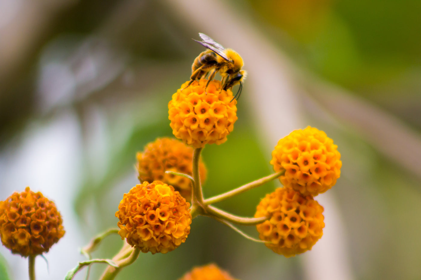 Buddleja globosa | Orange-Yellow | Butterfly Bush