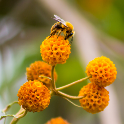 Buddleja globosa | Orange-Yellow | Butterfly Bush