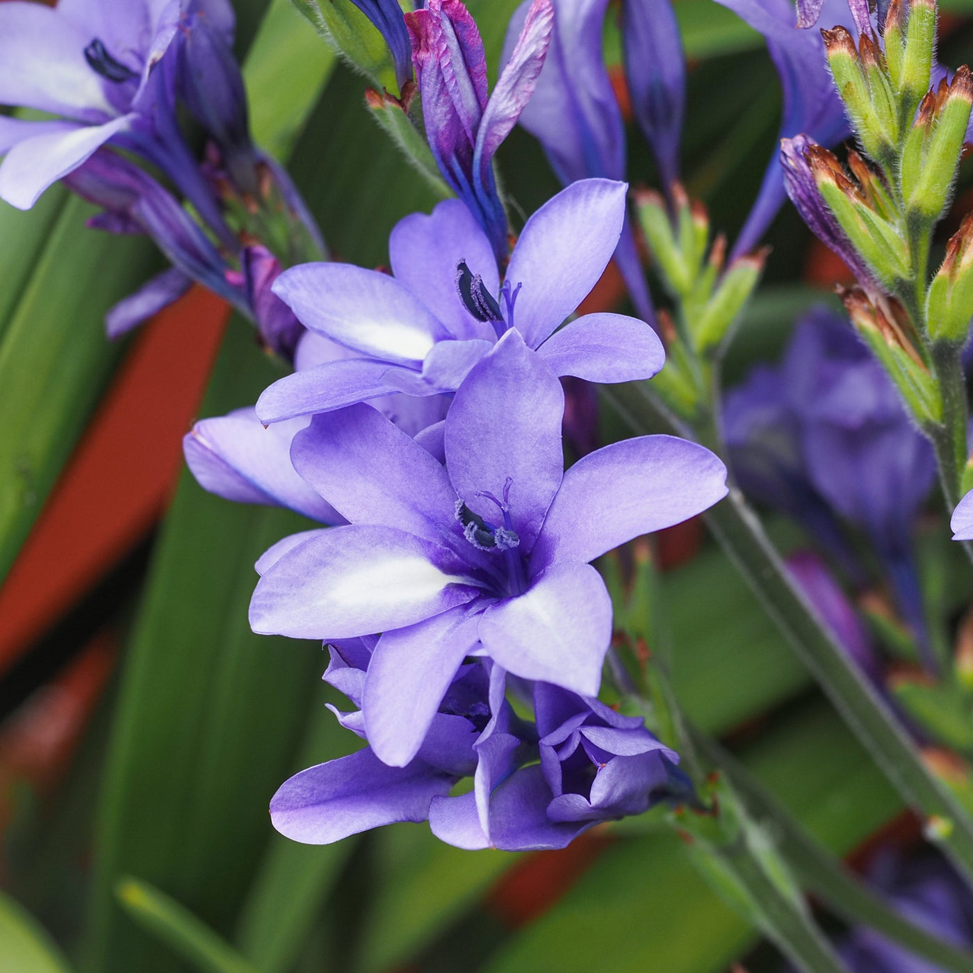 Babiana stricta | Blue