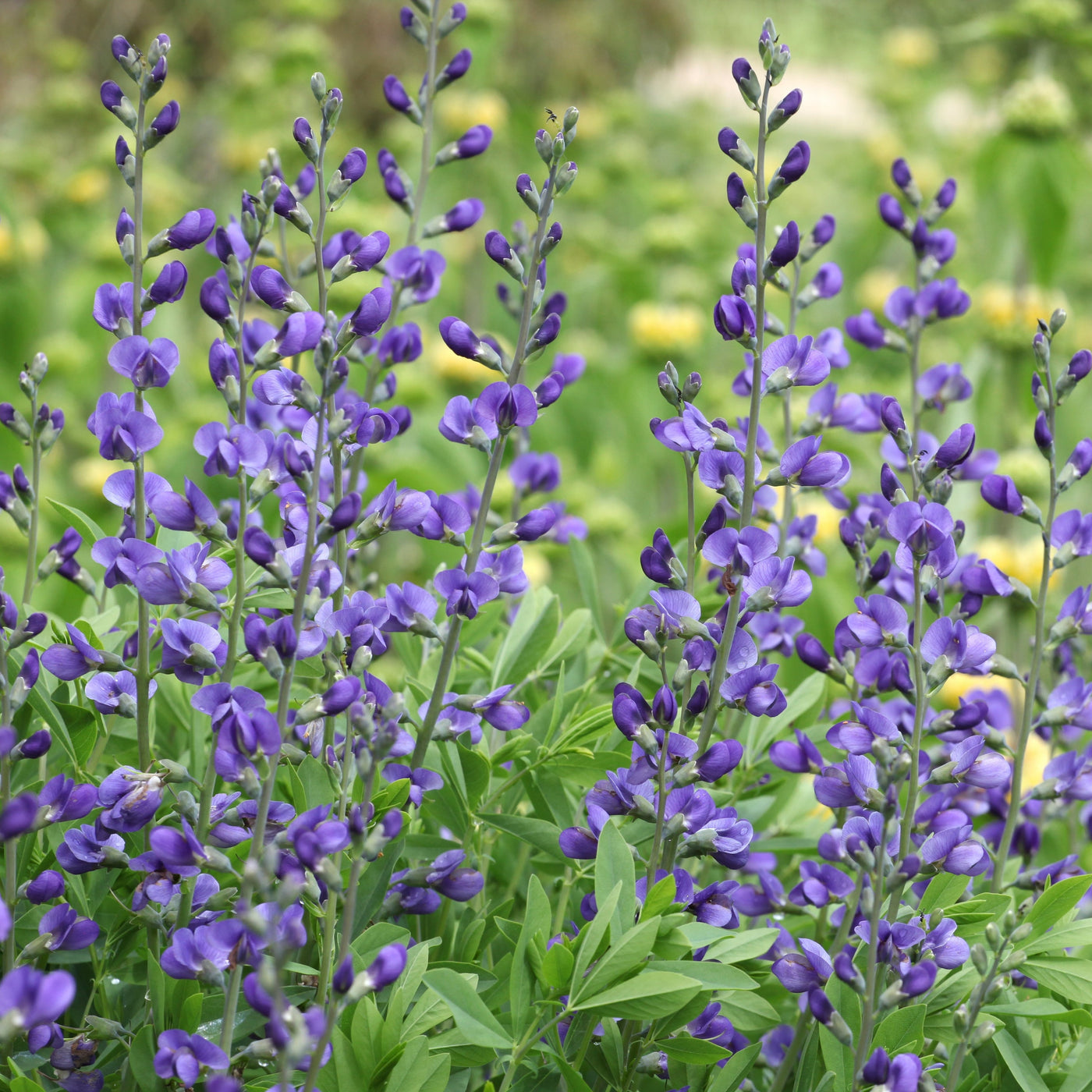 Baptisia australis | Blue False Indigo