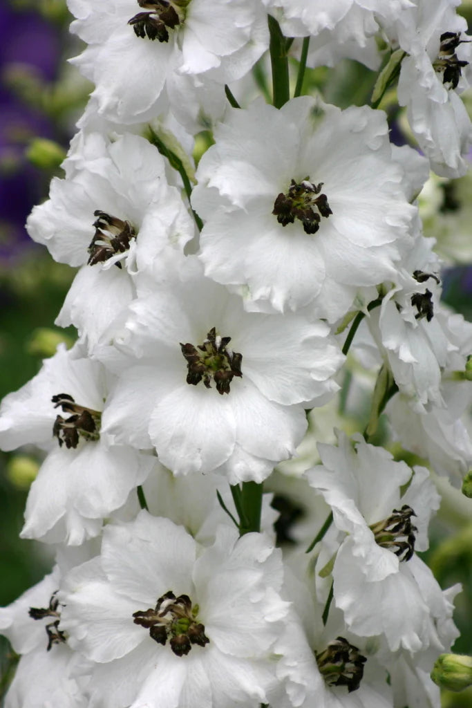 Delphinium elatum | Black eyed angels