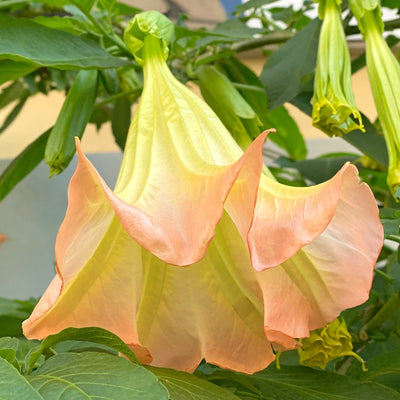 Brugmansia x candida | Noel's Blush