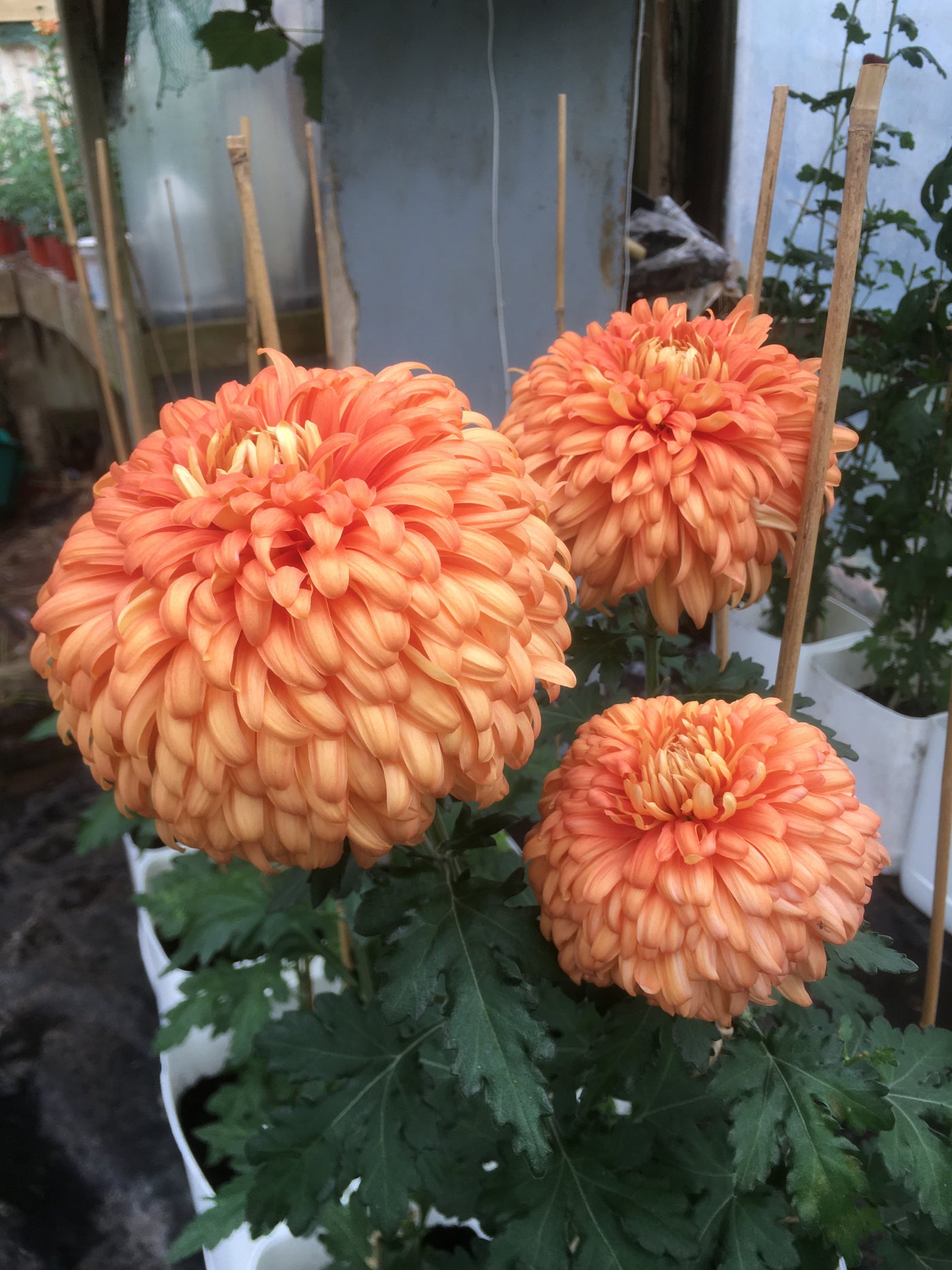 Chrysanthemum | Apricot Courtier