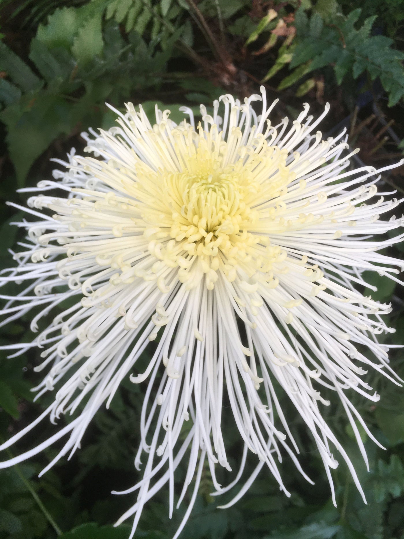 Chrysanthemum | Bridesveil