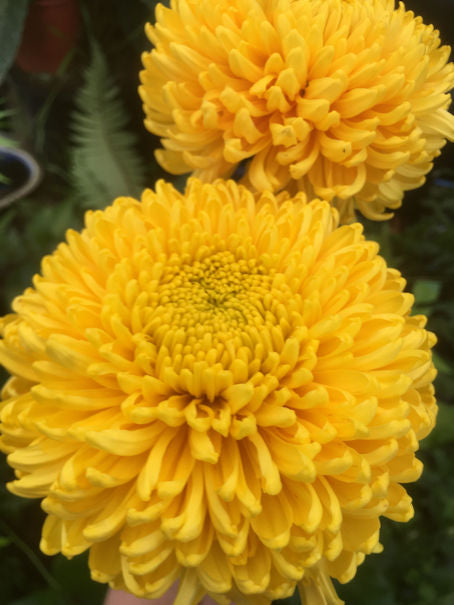 Chrysanthemum | Gold Cassandra