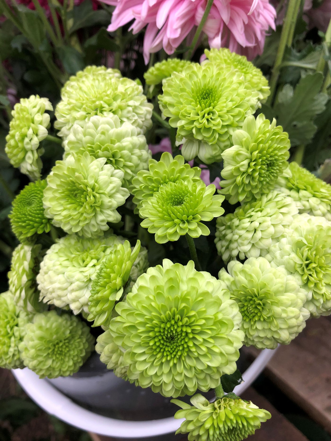 Chrysanthemum | Green Pompon