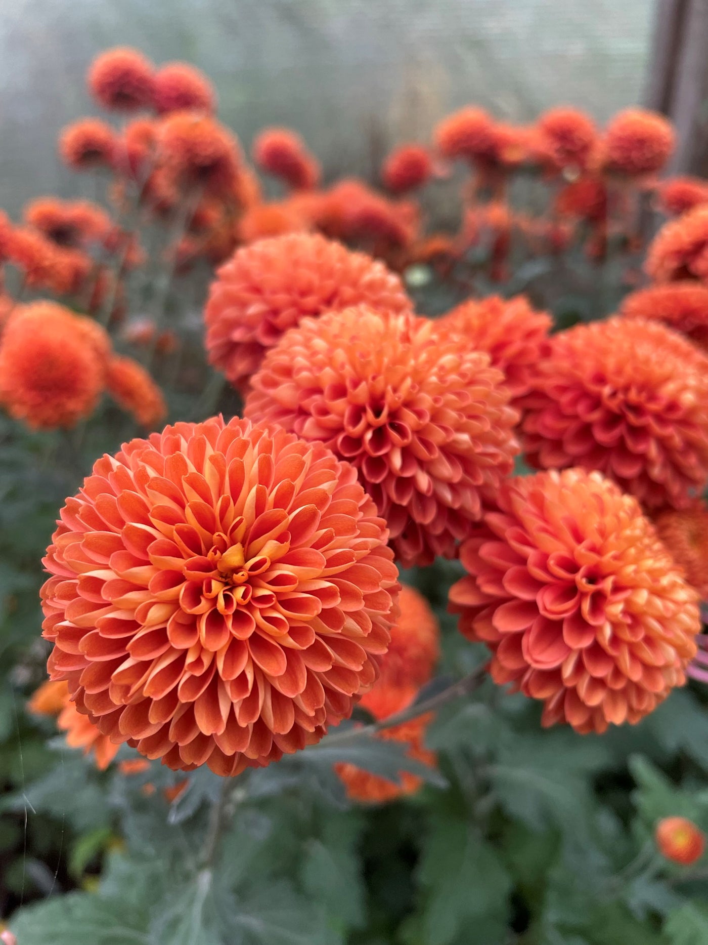 Chrysanthemum | Kelvin Mandarin