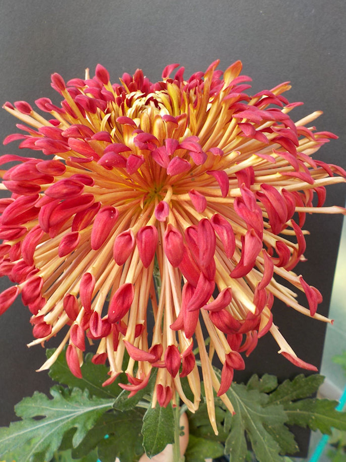 Chrysanthemum | Kiwi Magic
