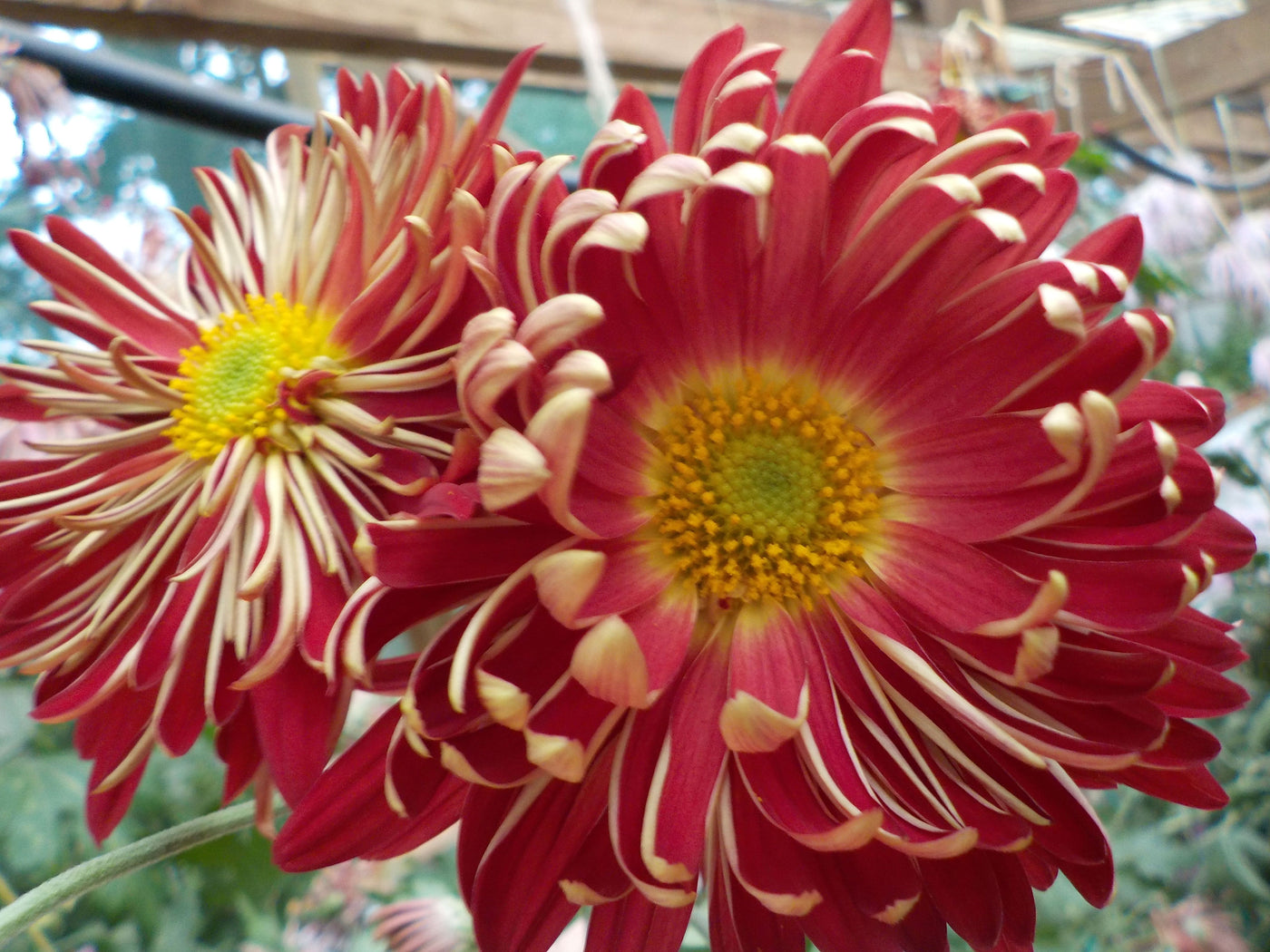 Chrysanthemum | Red Spray