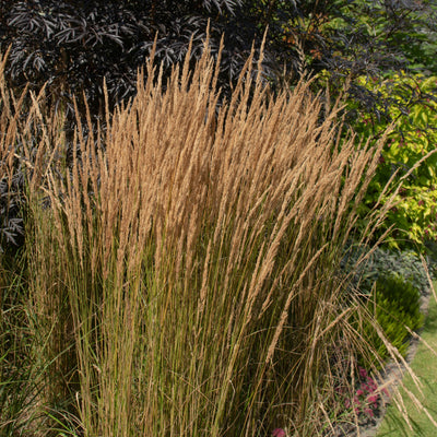 Calamagrostis acutiflora | Overdam