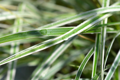 Calamagrostis acutiflora | Overdam