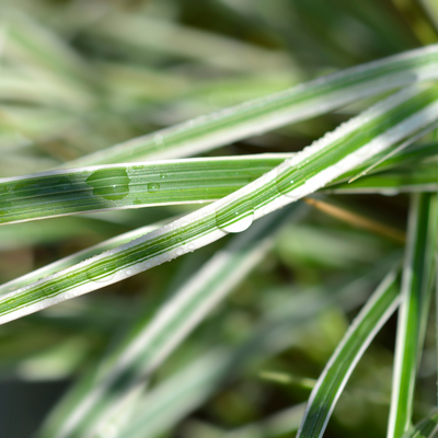 Calamagrostis acutiflora | Overdam