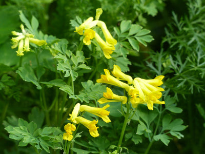 Corydalis lutea