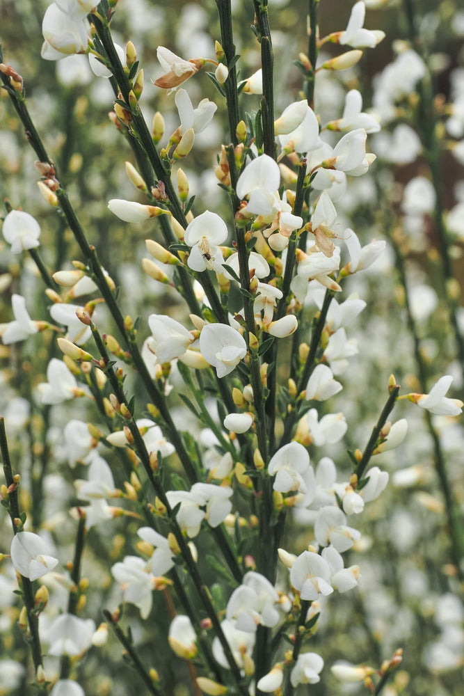 Cytisus multiflorus | Albus | White Broom
