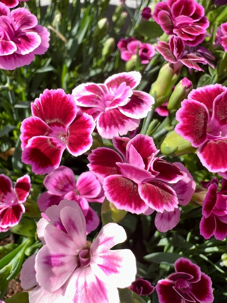 Dianthus caryophyllus | Clove Pink