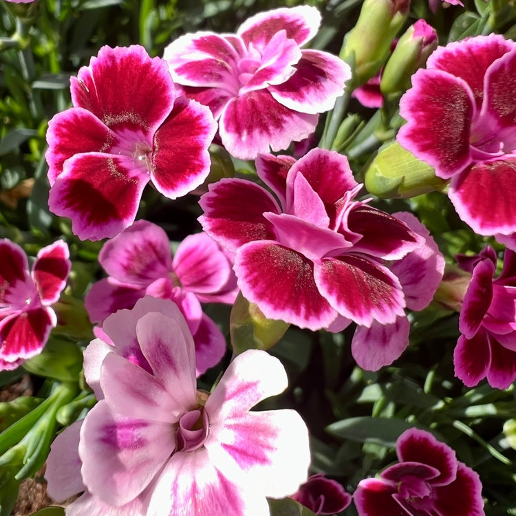 Dianthus caryophyllus | Clove Pink