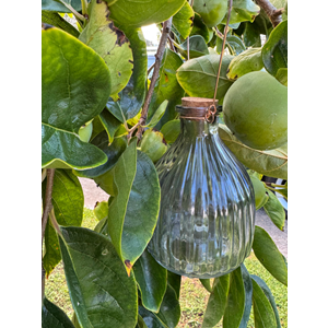 Assorted Wasp Traps