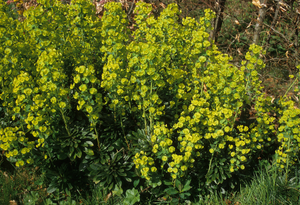 Euphorbia amygdaloides var. robbiae | Spurge | Award of Garden Merit