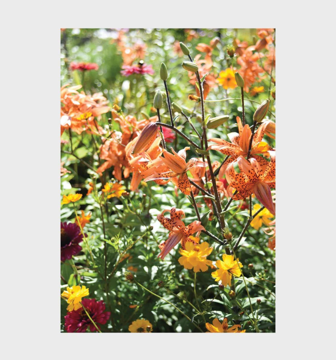 Orange Flowers Puzzle | 1000 Piece