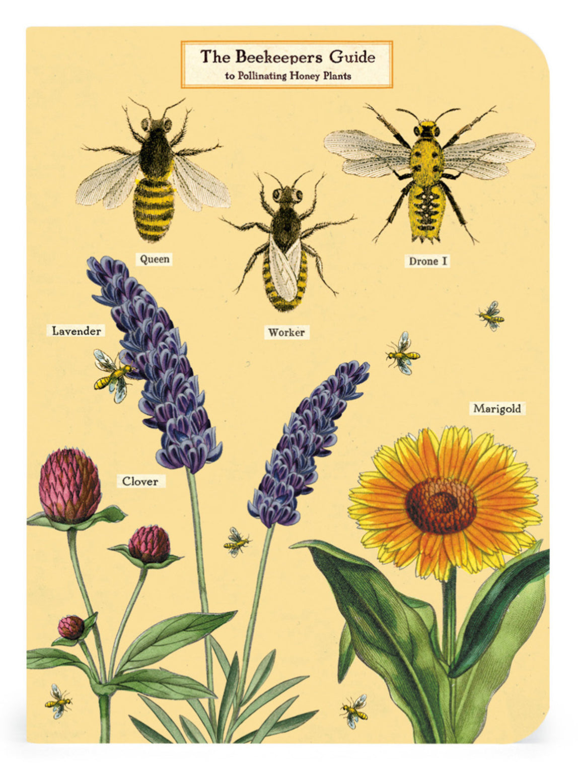 The Beekeepers Guide Notepad | Cavallini & Co