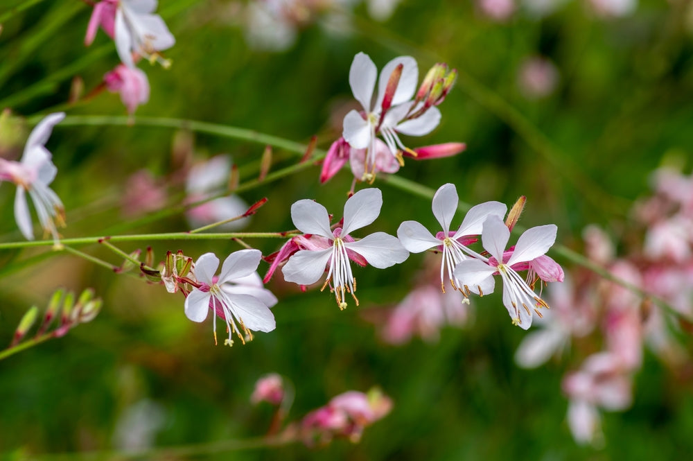 Gaura lindheimeri | Emmaline Pink Bouquet | Beeblossom | Whirling Butterflies