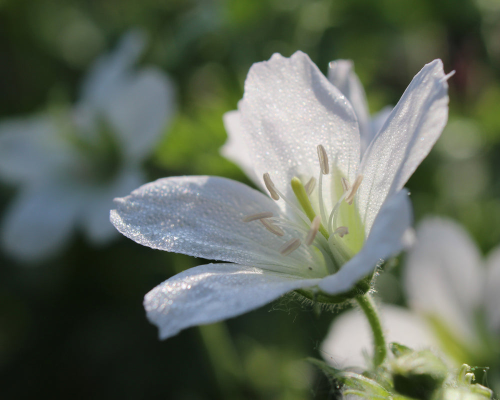 Geranium sanguineum | Album | Bloody Cranesbill